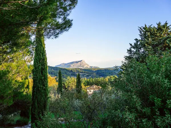 Discover the Provencal Vineyards - Activity - Holidays & weekends in Aix-en-Provence