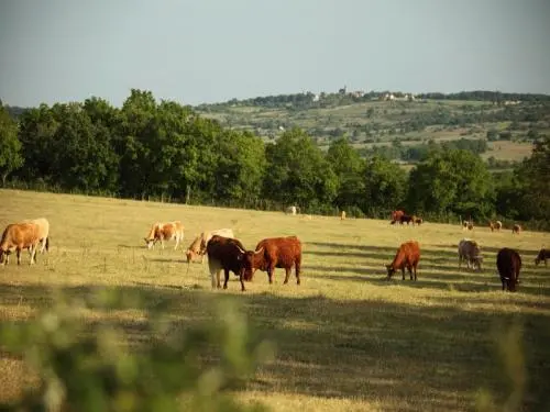 Domaine de bel air - The cows of France