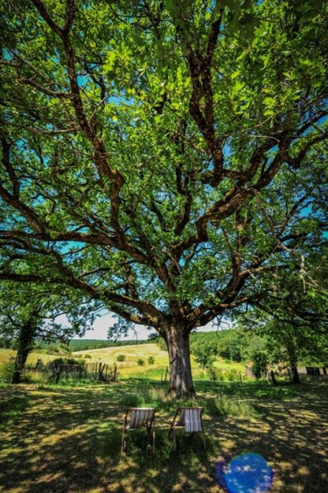 Domaine de bel air - Unter der großen Eiche