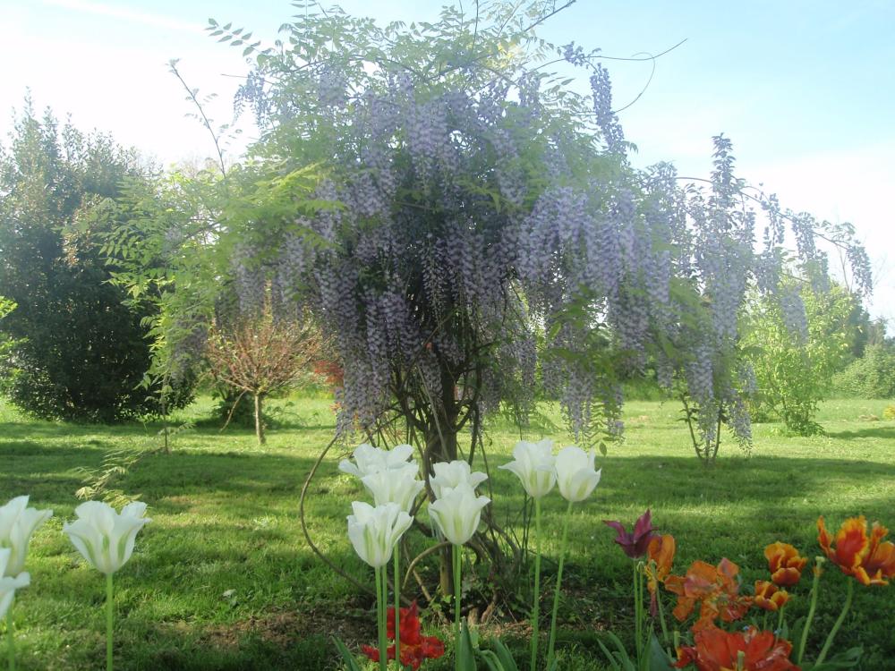 Domaine Mongiron - Der Garten