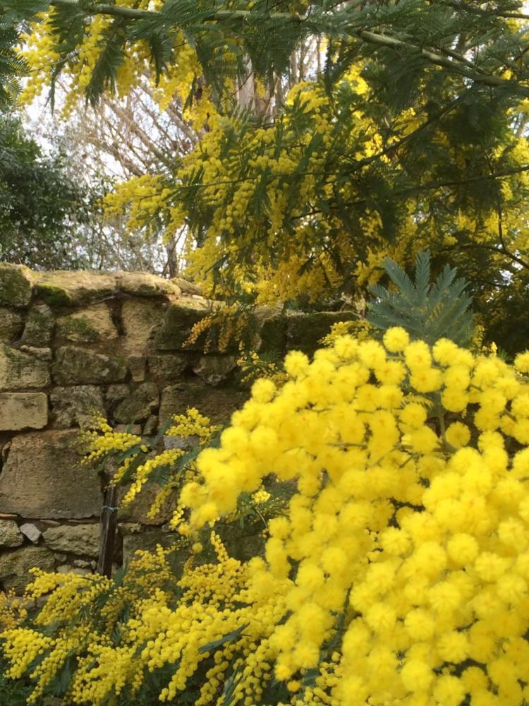 Domaine Mongiron - Garten im Frühling