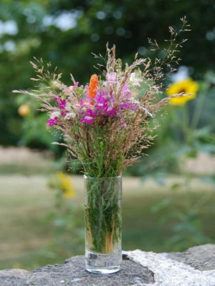 Domaine Sainte Barthe - Der Garten
