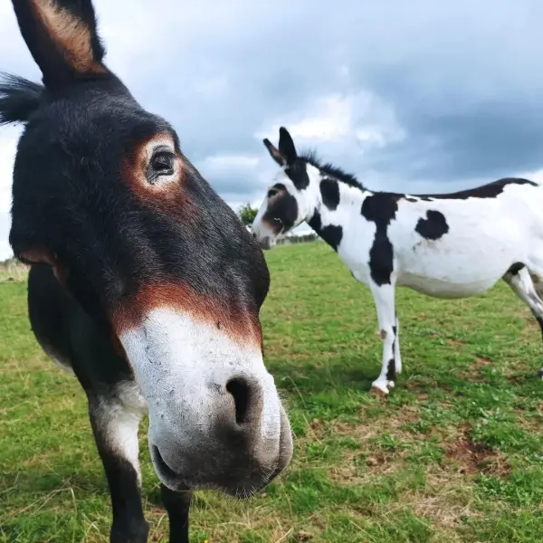 Educational farm tour and donkey ride - Activity - Holidays & weekends in Chapdes-Beaufort