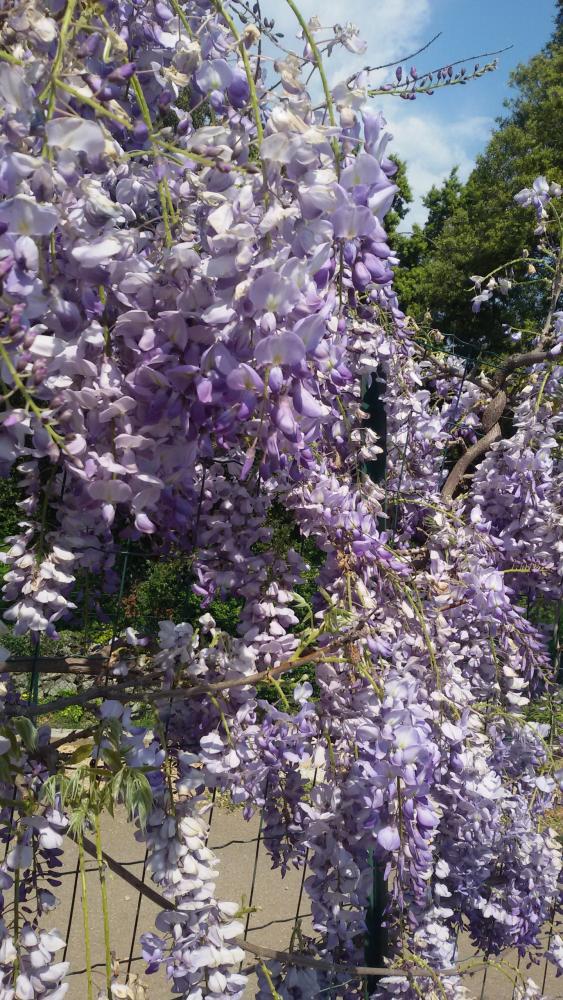 L'Escala - Ein parfümiertes Glycin auf der Pergola des gleichnamigen Zimmers