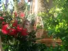 La Escala - Les Calistemons en fleurs
