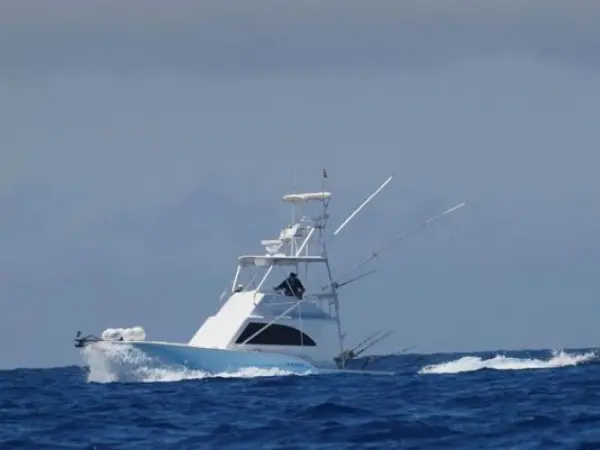 Game fishing with Blue Marlin - Activity - Holidays & weekends in Saint-Gilles-les-Bains