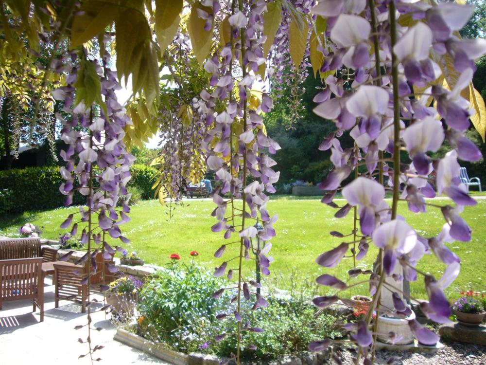 Glycin gonneville es theil derlich Tal - Die Wisteria in voller Blüte