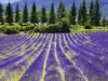 Journée découverte : visites de l'usine l'Occitane, de Moutiers-Sainte-Marie et découverte des Gorges du Verdon - Activité - Vacances & week-end à Aix-en-Provence