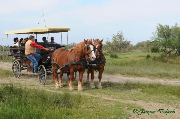 Koetsritje in de Camargue met een veefokker - Activiteit - Vrijetijdsbesteding & Weekend in Aigues-Mortes