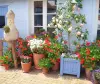 La Maison Bleue en Baie - Baie de Somme