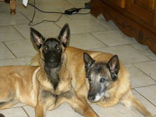 Maison d'Hôtes La Quèrière - Unsere Hunde
