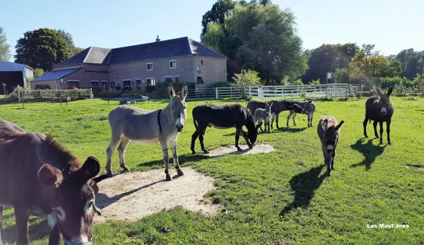 Les Mout'ânes - Een B&B - Vrijetijdsbesteding & Weekend in Saint-Hilaire-sur-Helpe