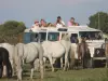 Natursafari mit dem Jeep in der Camargue - Aktivität - Urlaub & Wochenende in Le Grau-du-Roi