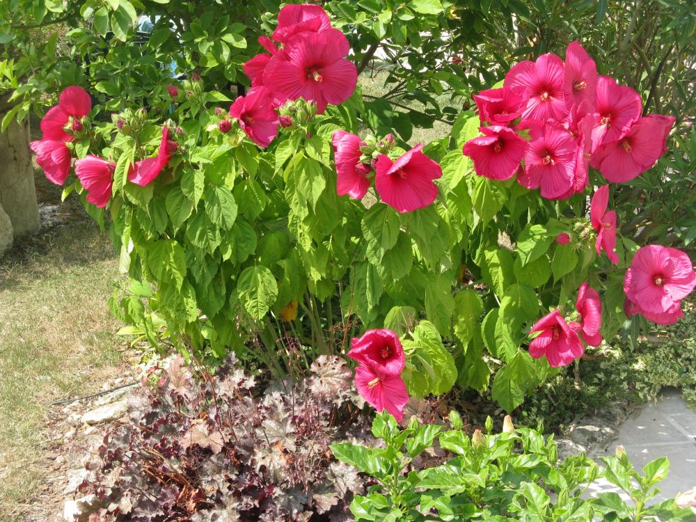 Nieder des Vignes - Sumpf-Hibiskus