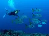 Plongée sous-marine autour des îlets Pigeon - Au départ de Basse-Terre, Guadeloupe - Activité - Vacances & week-end à Bouillante