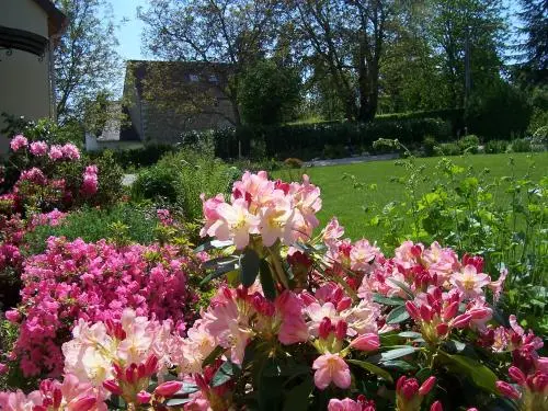 Le pre de rosine - Alcuni fiori