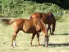 Les quatre saisons en Morvan - Nos deux chevaux