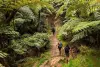 Randonnée guidée dans la forêt de Bélouve & au Trou de Fer - La Réunion - Activité - Vacances & week-end à Salazie