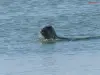 Randonnée avec les phoques en baie de Somme - Activité - Vacances & week-end à Saint-Valery-sur-Somme