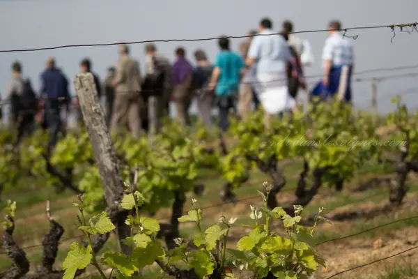 Recorrido por las viñas de una finca vitícola familiar - Actividad - Vacaciones y fines de semana en Chançay