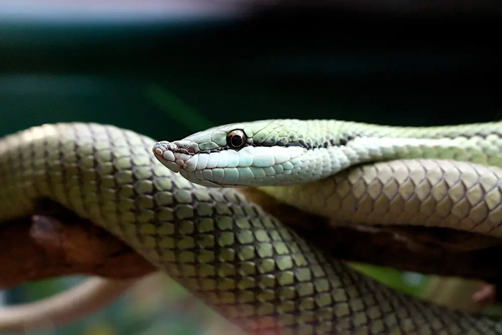 Photos Reptiland, une autre vision des reptiles Activité de loisirs