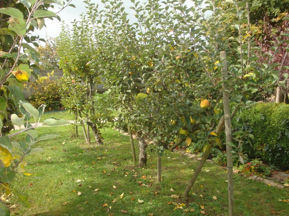 Die Schlüssel zum Glück - Die Orchard