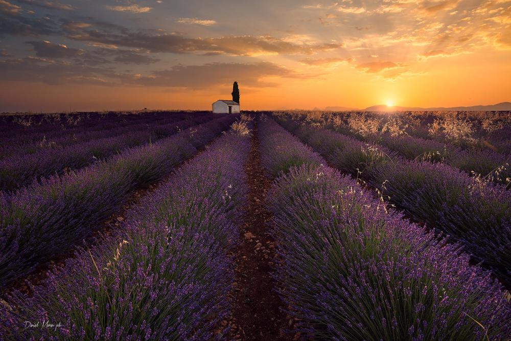Les terrasses de Valensole - Lavendel von Valensole