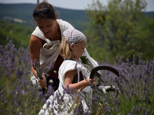 Tour of a lavender distillery - Activity - Holidays & weekends in Sault