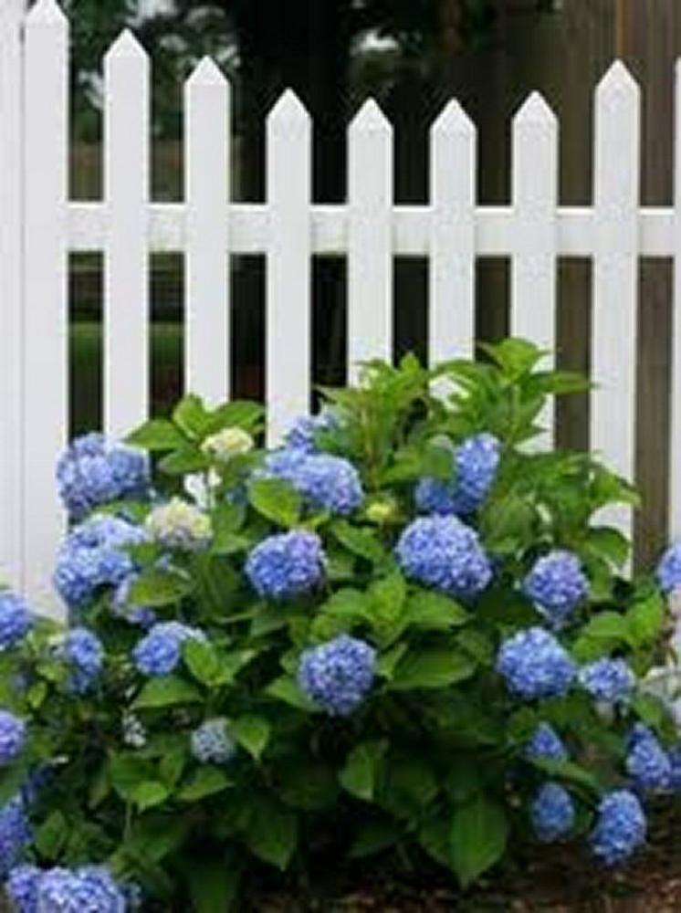 Villa Les Hortensias - Hortensien