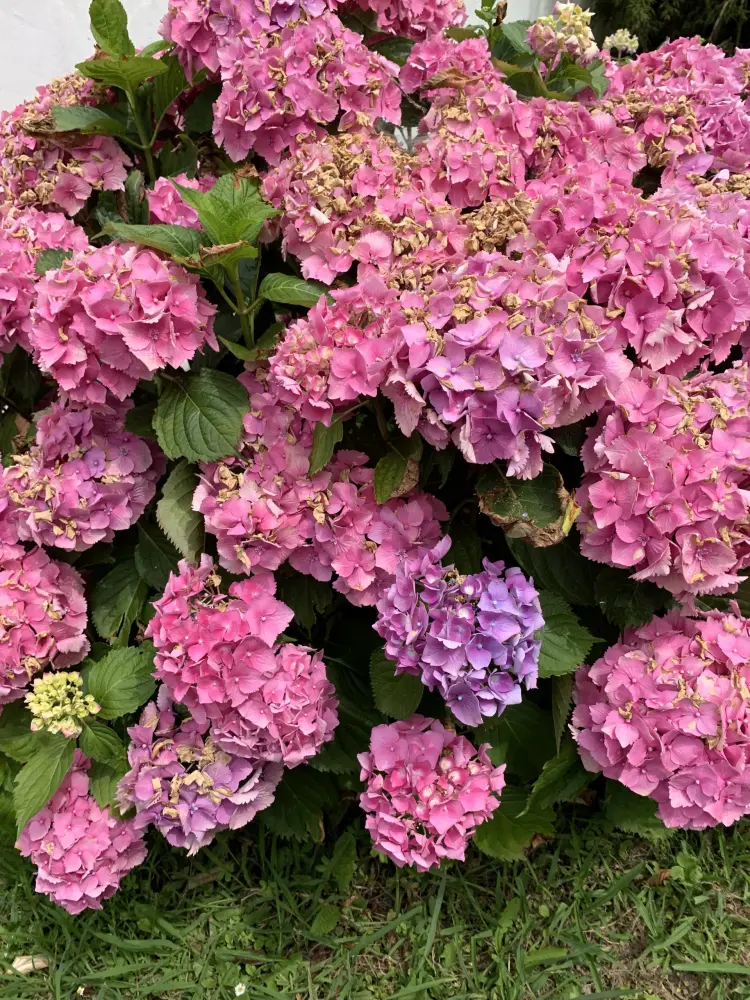 Villa Les Hortensias - Hortensias