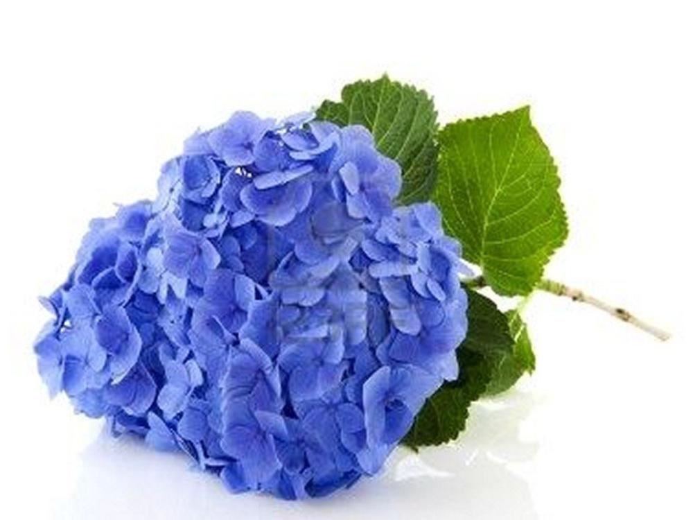 Villa Les Hortensias - Hortensie Blume