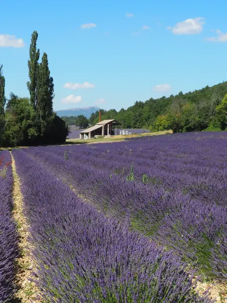 https://www.france-voyage.com/visuals/props/visit-lavender-distillery-59677-13_w600.webp