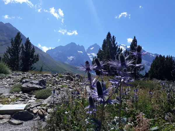 Wetenschappelijke trektocht langs de bewakershutten - Activiteit - Vrijetijdsbesteding & Weekend in Villar-d'Arêne