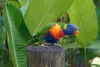 Ботанический сад Deshaies - Попугай