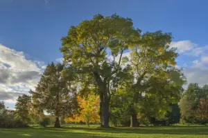 Две софоры восемнадцатого в парке замка Аквиньи