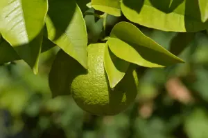 Цитрус из коллекции замка Аквиньи