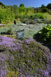 Кулинарный сад огорода Шато д'Аквиньи