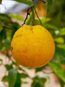 Коллекция цитрусовых из парка Château d'Acquigny