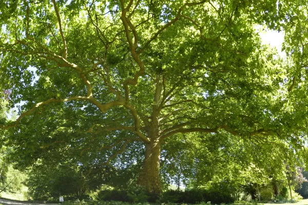 Восточный самолет