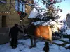 Чарльз и лошадь