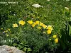 Adonis pyrenaica（©J.E）