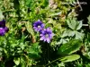 Gentiana pyrenaica（©J.E）