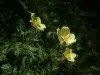 Pulsatilla sulphurea（©J.E）