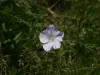 Linum usitatissimum ssp angustifolium（©J.E）