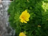 Adonis pyrenaica（©J.E）
