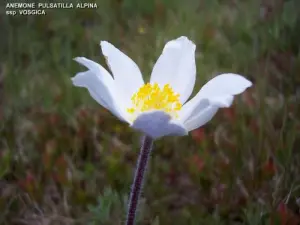 高無精ひげの植物相の要素（©Jean Espirat ）