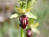 グランド・カウスの植物（©Jean Espirat）