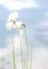 綿の草