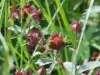 cinquefoil