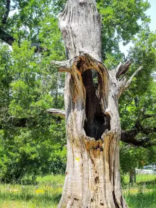 死んだ中空のオークはセントルイス（St. J. Louis）による聖域の訪問中に存在していたかもしれません（©J.E）